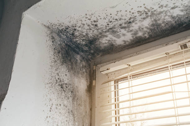 Affordable Attic Mold Remediation solutions in Falkland, NC
